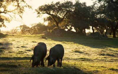 Qué pieza es el lagarto de cerdo: de dónde sale y por qué es tan jugoso