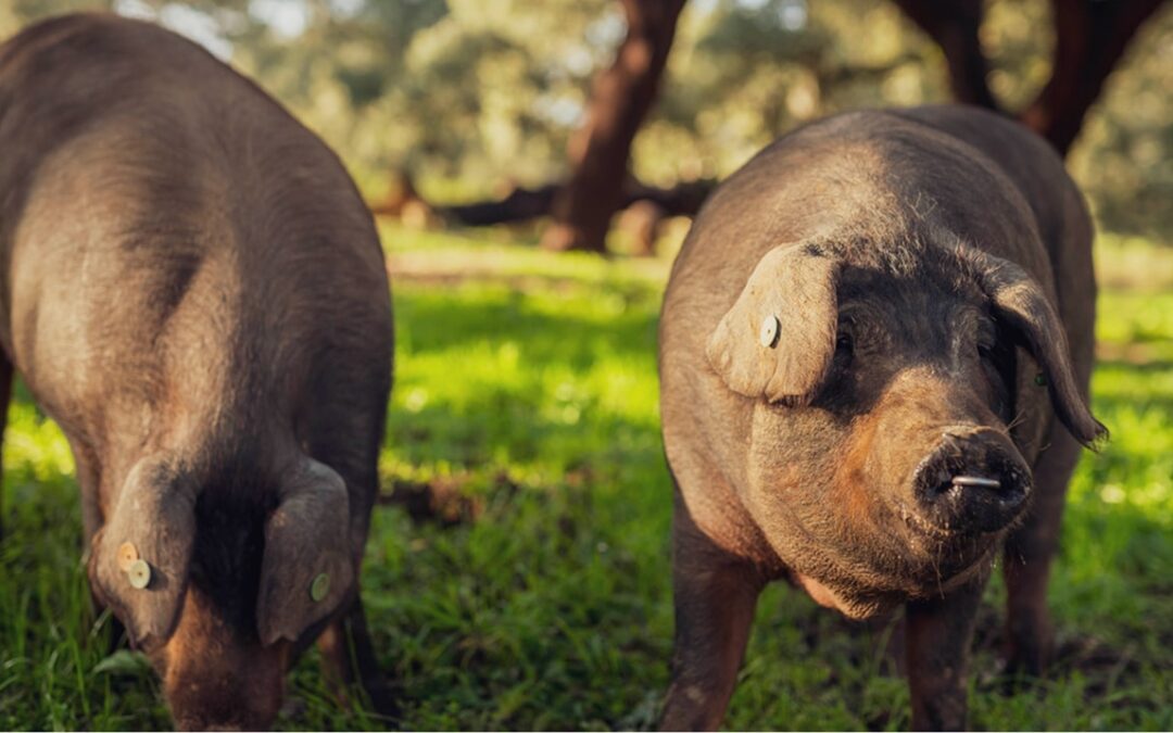 ¿Qué es la montanera? La clave del jamón ibérico de bellota 