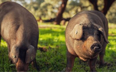 ¿Qué es la montanera? La clave del jamón ibérico de bellota 